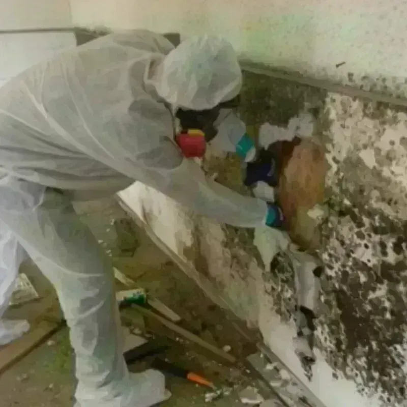 Best Mold Remediation and Removal Service in West Raleigh, NC